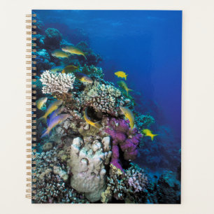 Goatfish Swarm Around Small Coral Planner