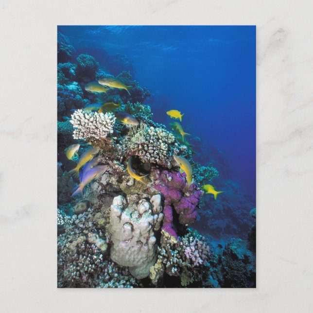 Goatfish Swarm Around Small Coral Postcard (Front)