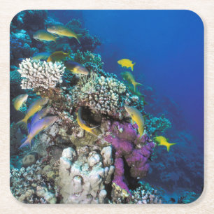 Goatfish Swarm Around Small Coral Square Paper Coaster