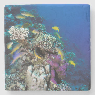 Goatfish Swarm Around Small Coral Stone Coaster