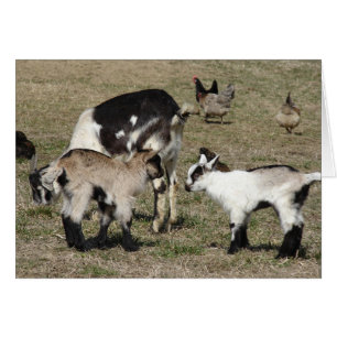 Goats and Chickens