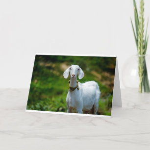 Goats and Goats and Goats (1) Card