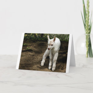 Goats and Goats and Goats (20) Card