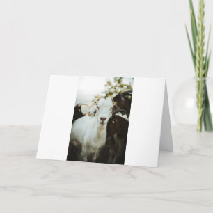 Goats and Goats and Goats (40) Card