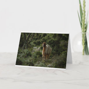 Goats and Goats and Goats (42) Card