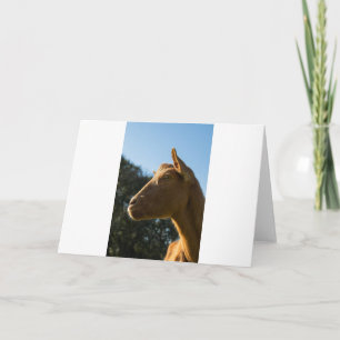 Goats and Goats and Goats (64) Card
