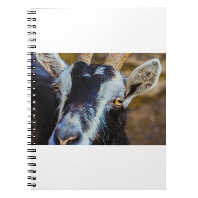 Goats and Goats and Goats (67) Notebook (Front)