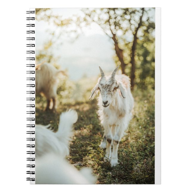 Goats and Goats and Goats (85) Notebook (Front)
