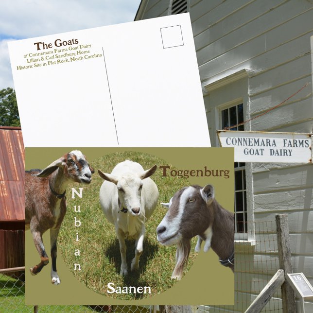 Goats Breeds Nubian Saasen Toggenburg Photographic Postcard (Creator Uploaded)