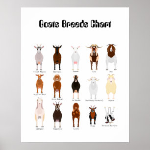 Goats Breeds poster