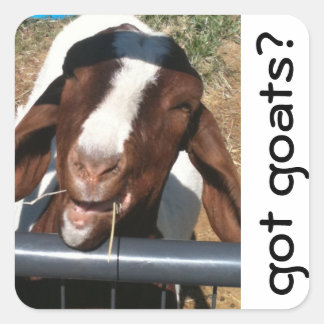 Goats, got goats? square sticker