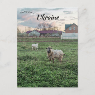 Goats in Kropyvnyk Ukraine Postcard