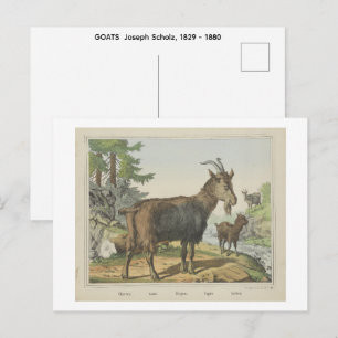 GOATS Joseph Scholz, 1829 - 1880 Postcard