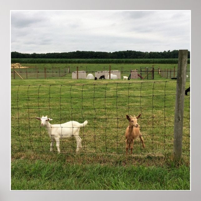 Goats on a Farm Poster (Front)