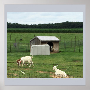Goats on a Farm Poster