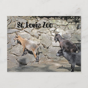 Goats on a Wall Postcard
