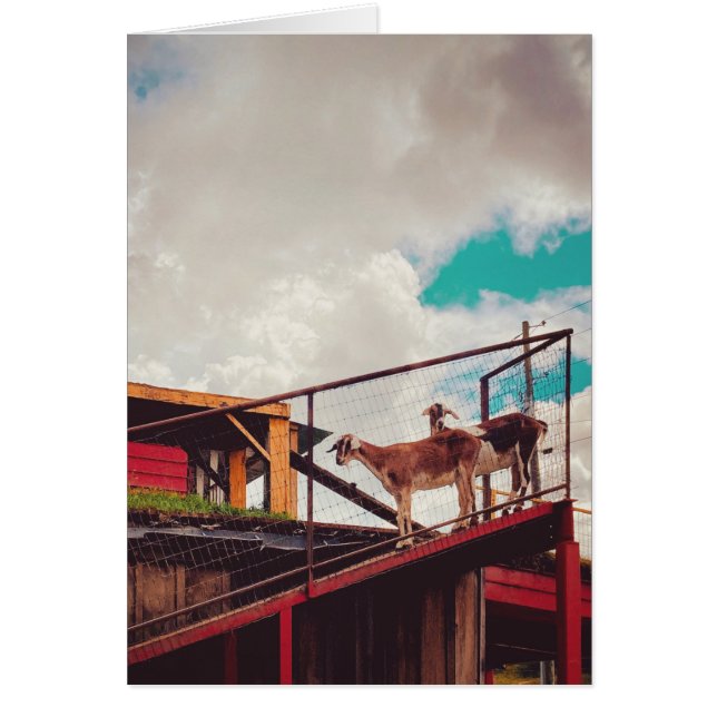 goats on the roof (Front)