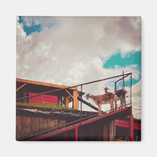 goats on the roof magnet