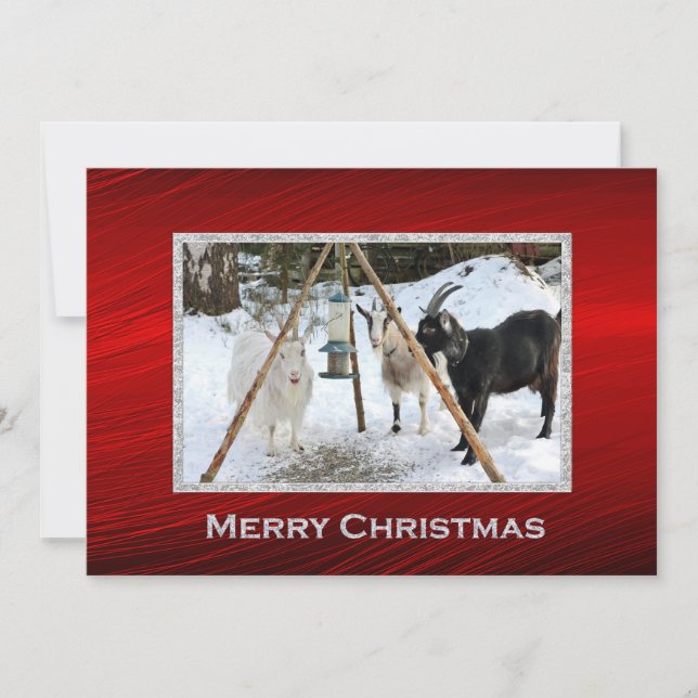 Goats Snow Feeder Photo Christmas Flat Holiday Card (Front)