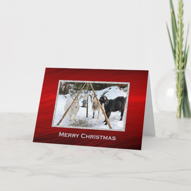 Goats Snow Feeder Photo Christmas Holiday Card (Front)