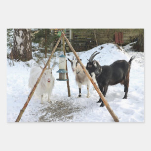 Goats Snow Feeder Photo Wrapping Paper Sheet