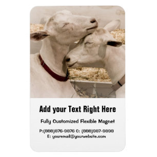 Goats Snuggling Magnet