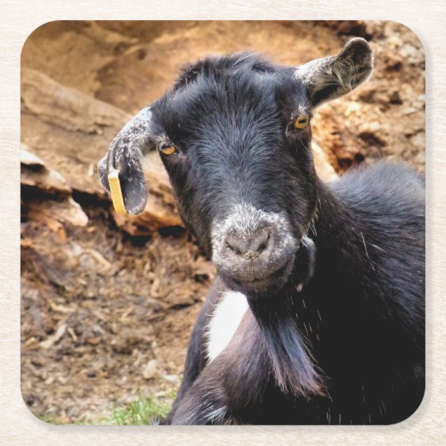 GOATS SQUARE PAPER COASTER (Front)
