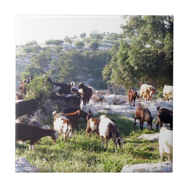 Goats Tile (Front)
