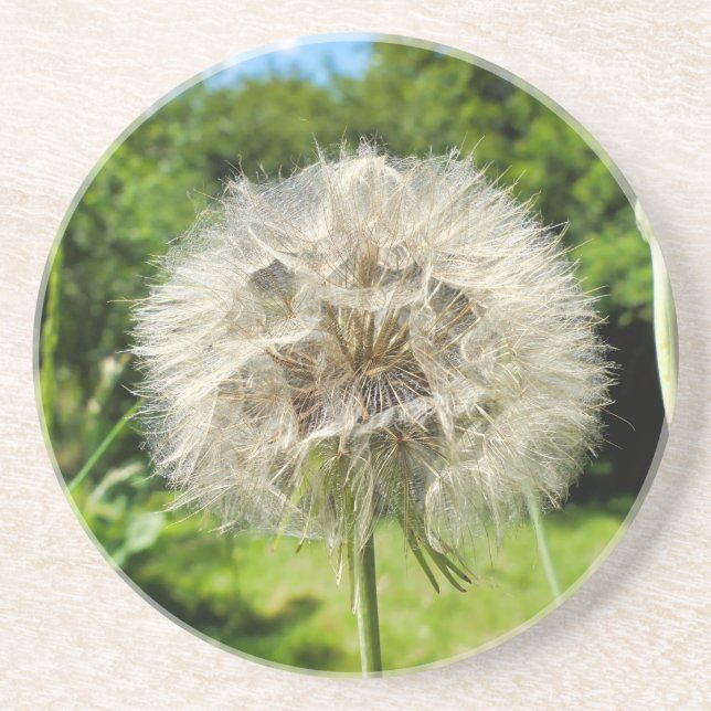 Goatsbeard Wildflower Coaster (Front)