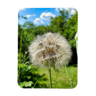 Goatsbeard Wildflower Magnet