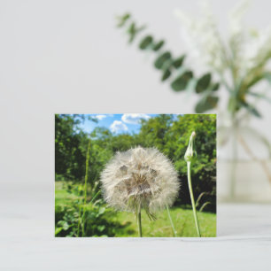 Goatsbeard Wildflower Postcard
