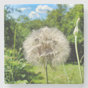 Goatsbeard Wildflower Stone Coaster