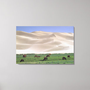 Gobi Desert   Wild Horses Canvas Print