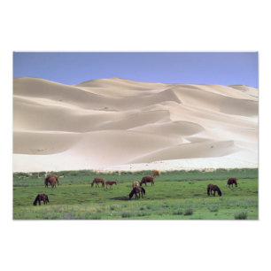 Gobi Desert   Wild Horses Photo Print