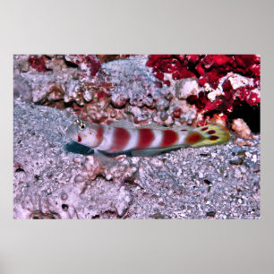 Goby Poster