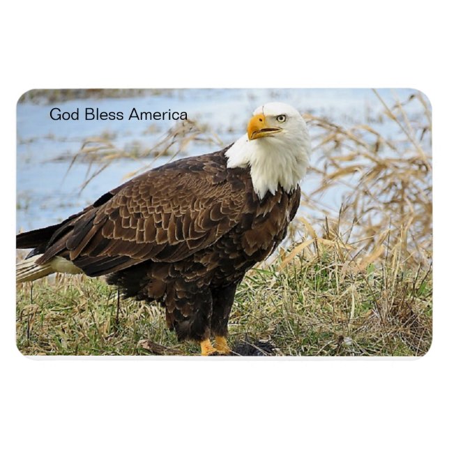 "God Bless America" Bald Eagle on flex. 4x6 magnet (Horizontal)