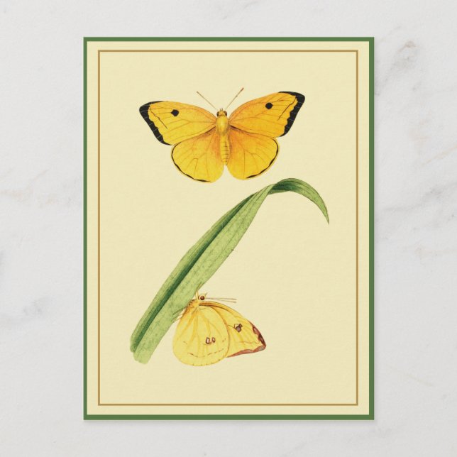 Godart's Colias Butterfly Postcard (Front)