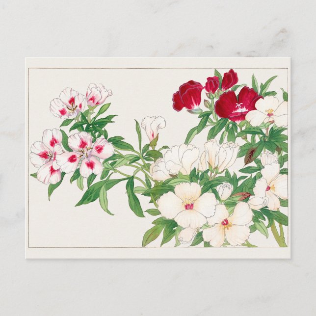 Godetia by Tanigami Konan Postcard (Front)