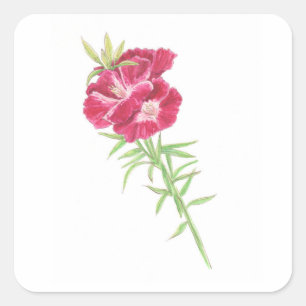 Godetia  square sticker