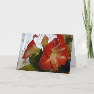 God's Favour, Stargazer Amaryllis Card