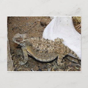 Godzilla Returns Postcard