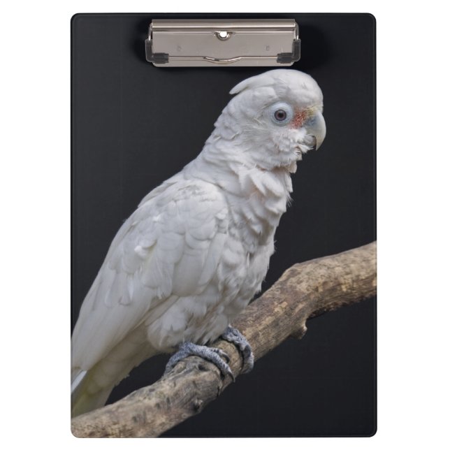 Goffin's Cockatoo Clipboard (Front)