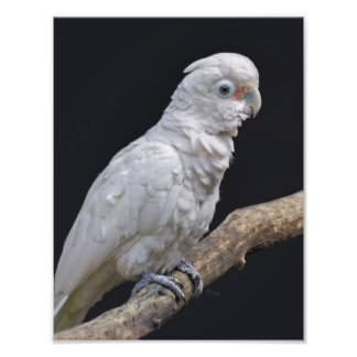 Goffin's Cockatoo Print