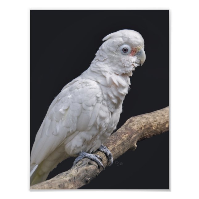 Goffin's Cockatoo Print (Front)