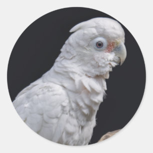 Goffin's Cockatoo Sticker