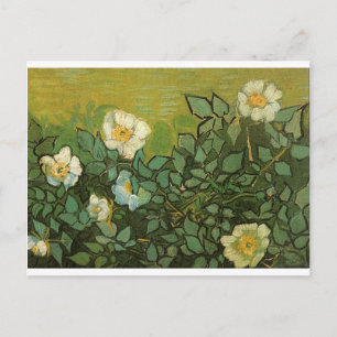 Gogh Wild Roses Blossoms Flowers Vines Vintage Art Postcard