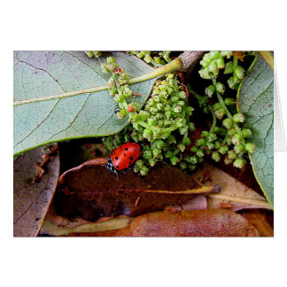 Going home for supper