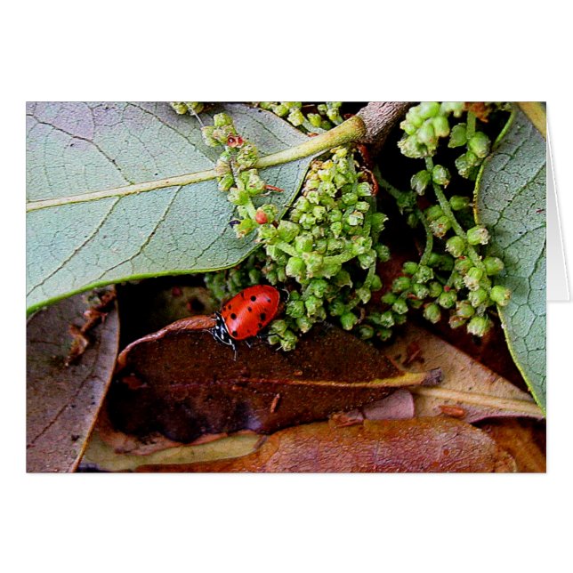 Going home for supper (Front Horizontal)