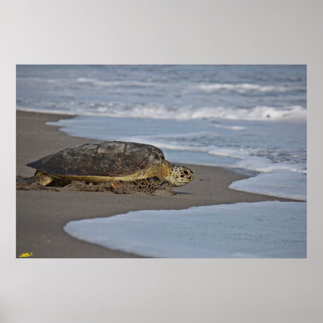 Going Home II Poster (Front)