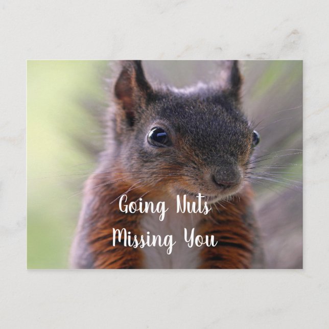 Going nuts Missing You Squirrel Postcard (Front)